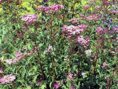 Spiraea japonica 'Sonia'